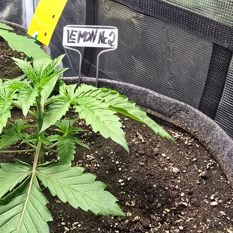 Lemon Cherry Pop  #2 growlog timeline photo