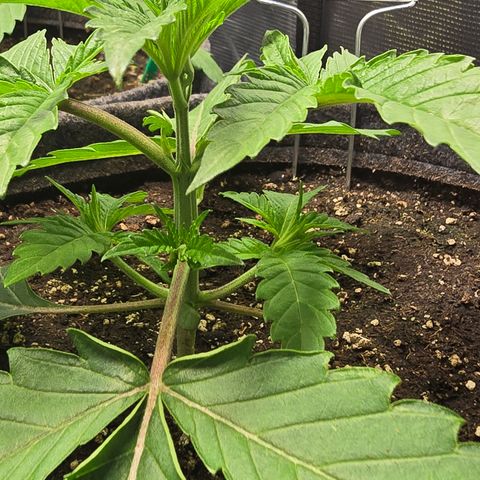 Lemon Cherry Pop  #2 growlog timeline photo