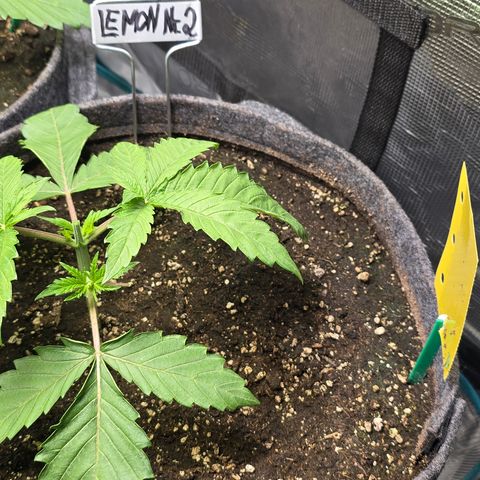 Lemon Cherry Pop  #2 growlog timeline photo