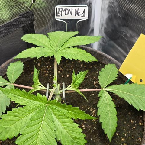 Lemon Cherry Pop  #1 growlog timeline photo