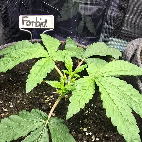 Forbidden Fruit  growlog timeline photo