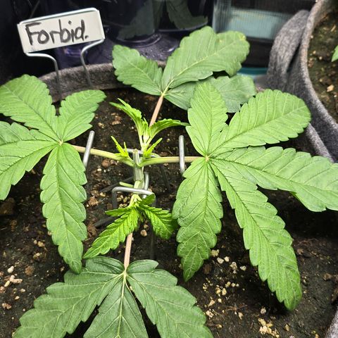 Forbidden Fruit  growlog timeline photo