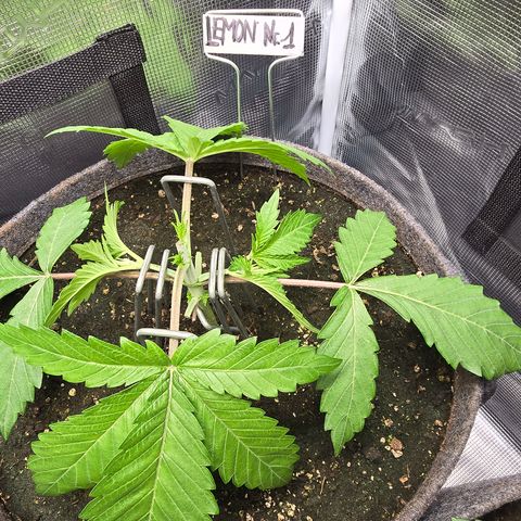 Lemon Cherry Pop  #1 growlog timeline photo
