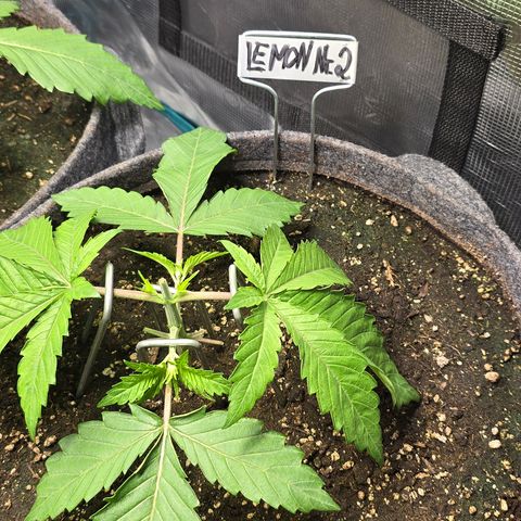 Lemon Cherry Pop  #2 growlog timeline photo