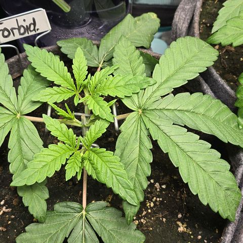 Forbidden Fruit  growlog timeline photo