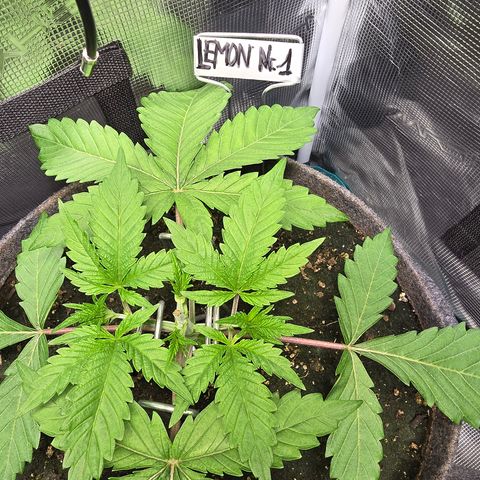 Lemon Cherry Pop  #1 growlog timeline photo