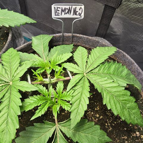 Lemon Cherry Pop  #2 growlog timeline photo