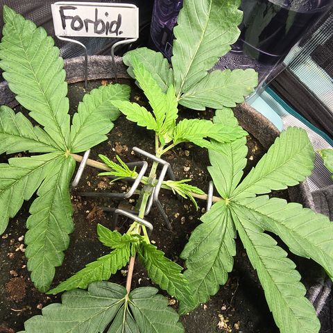 Forbidden Fruit  growlog timeline photo