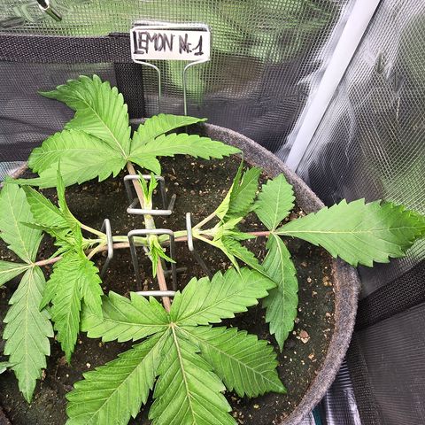 Lemon Cherry Pop  #1 growlog timeline photo