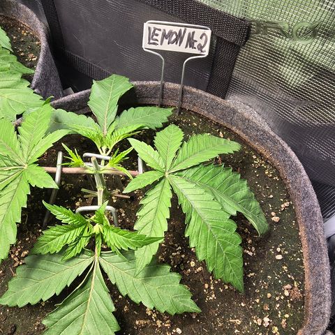 Lemon Cherry Pop  #2 growlog timeline photo