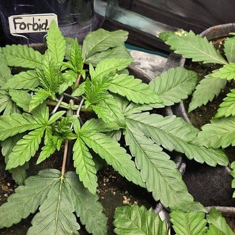 Forbidden Fruit  growlog timeline photo