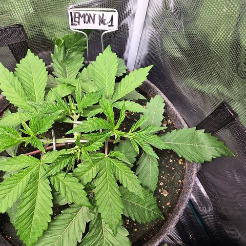 Lemon Cherry Pop  #1 growlog timeline photo