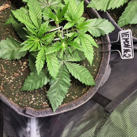 Lemon Cherry Pop  #2 growlog timeline photo