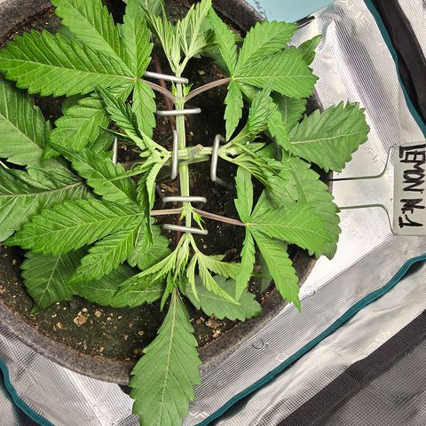 Lemon Cherry Pop  #1 growlog timeline photo