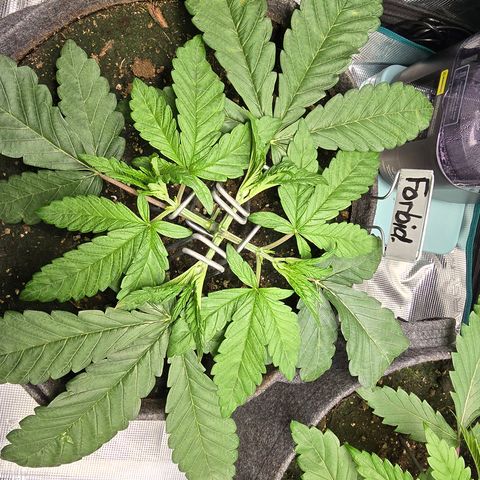 Forbidden Fruit  growlog timeline photo