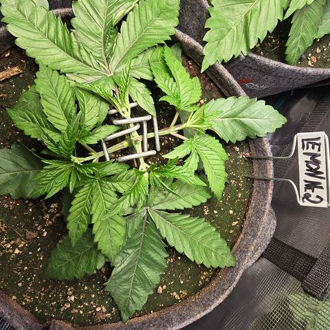 Lemon Cherry Pop  #2 growlog timeline photo
