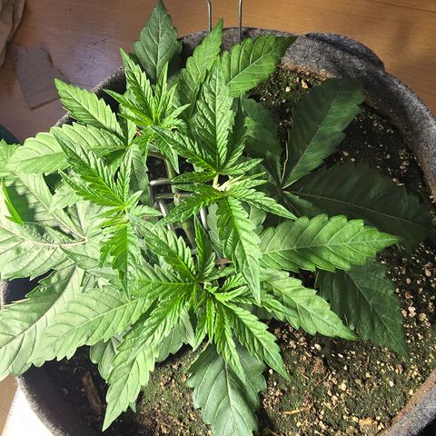 Lemon Cherry Pop  #2 growlog timeline photo