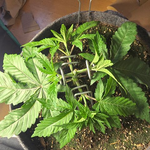 Lemon Cherry Pop  #2 growlog timeline photo