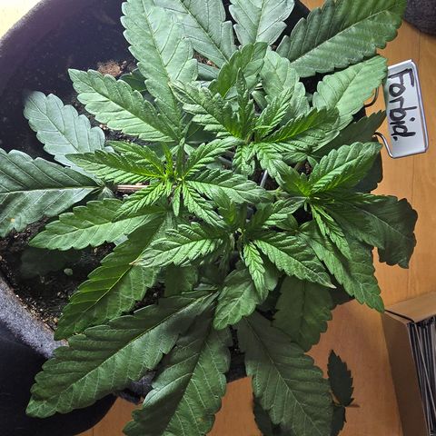 Forbidden Fruit  growlog timeline photo