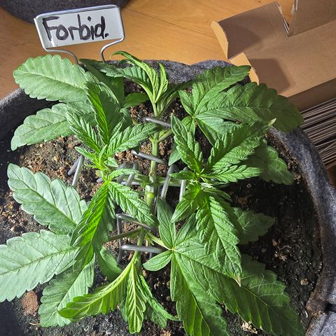 Forbidden Fruit  growlog timeline photo