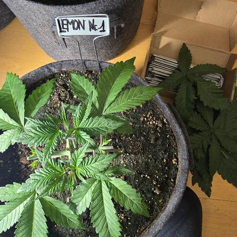 Lemon Cherry Pop  #1 growlog timeline photo