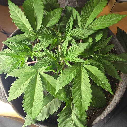 Lemon Cherry Pop  #1 growlog timeline photo