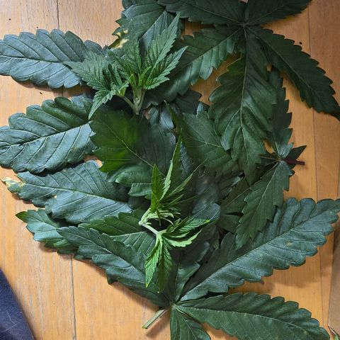 Forbidden Fruit  growlog timeline photo