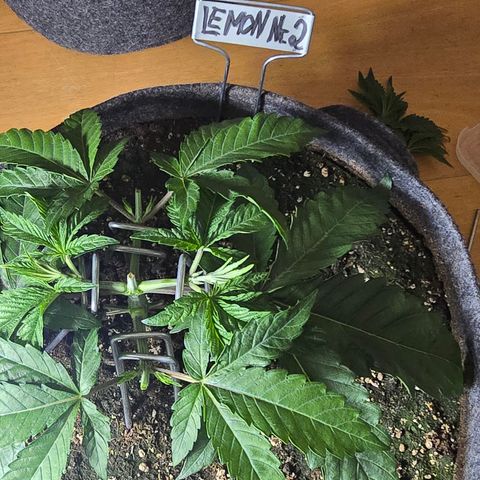 Lemon Cherry Pop  #2 growlog timeline photo