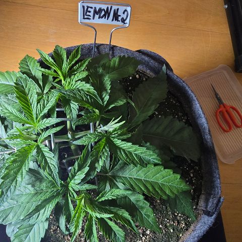 Lemon Cherry Pop  #2 growlog timeline photo