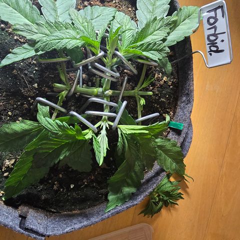 Forbidden Fruit  growlog timeline photo