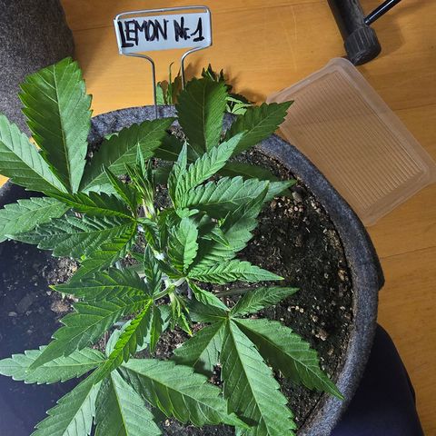 Lemon Cherry Pop  #1 growlog timeline photo