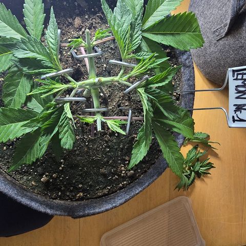 Lemon Cherry Pop  #1 growlog timeline photo