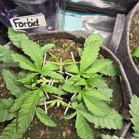 Forbidden Fruit  growlog timeline photo