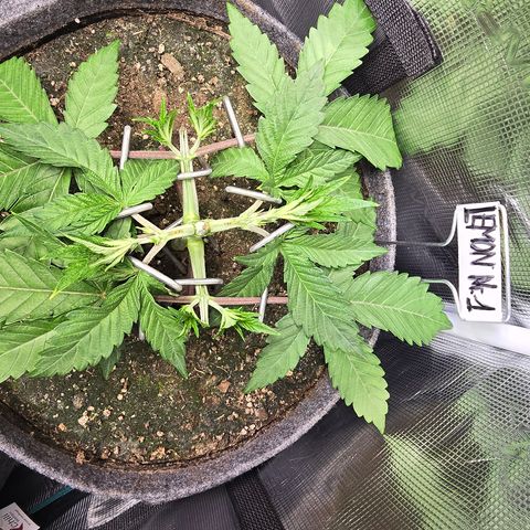 Lemon Cherry Pop  #1 growlog timeline photo