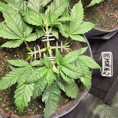 Lemon Cherry Pop  #2 growlog timeline photo