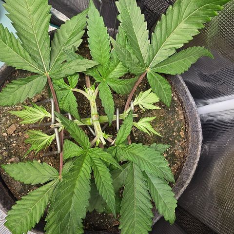 Lemon Cherry Pop  #1 growlog timeline photo