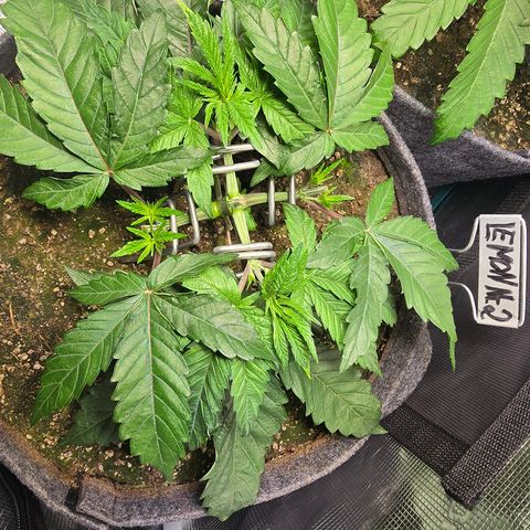 Lemon Cherry Pop  #2 growlog timeline photo