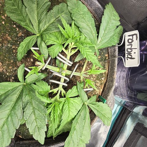 Forbidden Fruit  growlog timeline photo