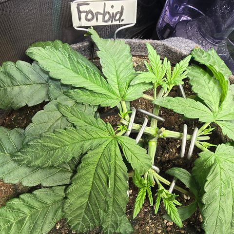 Forbidden Fruit  growlog timeline photo