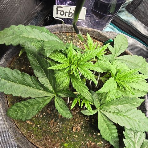 Forbidden Fruit  growlog timeline photo
