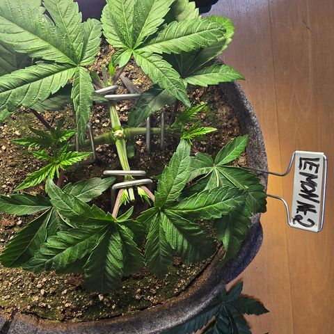 Lemon Cherry Pop  #2 growlog timeline photo