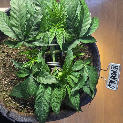 Lemon Cherry Pop  #2 growlog timeline photo