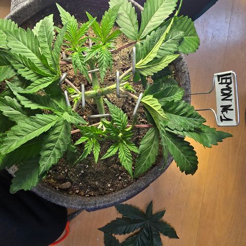 Lemon Cherry Pop  #1 growlog timeline photo