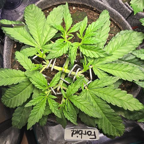 Forbidden Fruit  growlog timeline photo