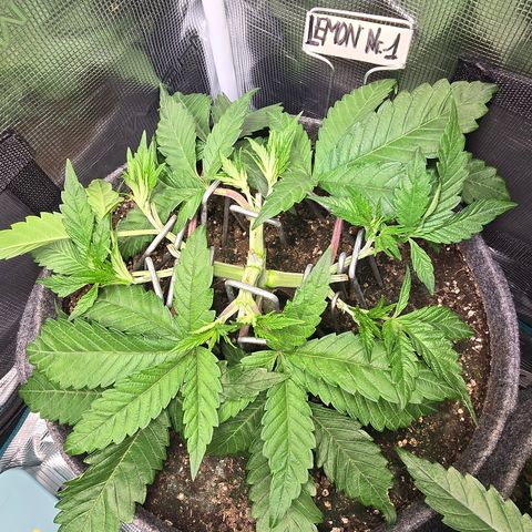 Lemon Cherry Pop  #1 growlog timeline photo