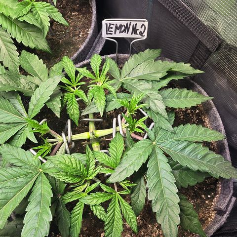 Lemon Cherry Pop  #2 growlog timeline photo