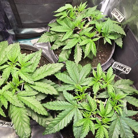 Forbidden Fruit  growlog timeline photo