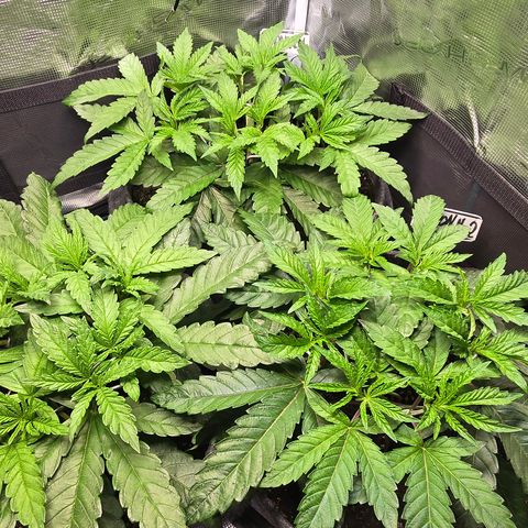 Forbidden Fruit  growlog timeline photo