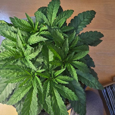 Forbidden Fruit  growlog timeline photo