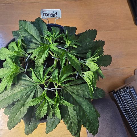 Forbidden Fruit  growlog timeline photo